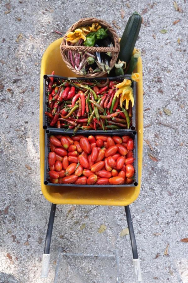 Agriturismo Becerca Vegan Serra San Quirico Eksteriør billede