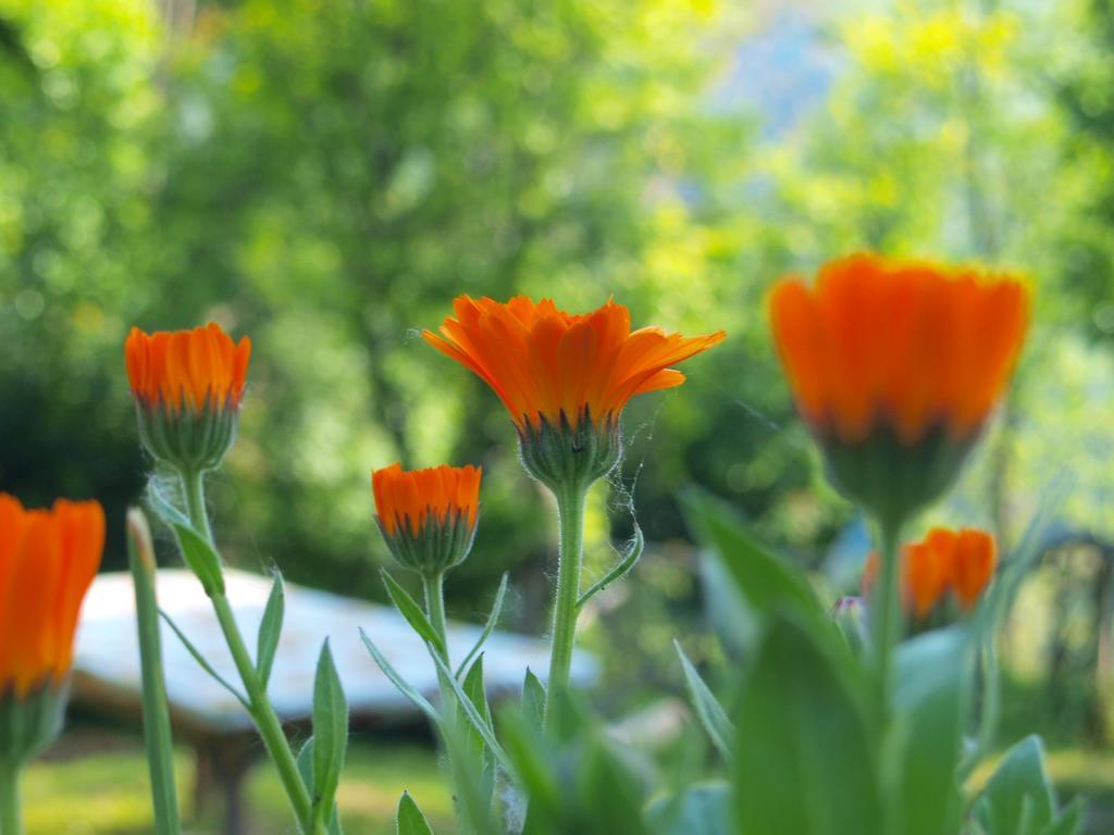 Agriturismo Becerca Vegan Serra San Quirico Eksteriør billede